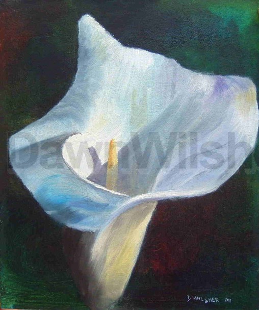 Peace Lily